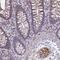 JK antibody, PA5-63749, Invitrogen Antibodies, Immunohistochemistry frozen image 