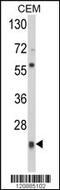 Peroxiredoxin 1 antibody, MBS9203640, MyBioSource, Western Blot image 