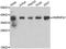 Heterogeneous Nuclear Ribonucleoprotein A1 antibody, STJ29627, St John