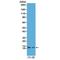Histone Cluster 4 H4 antibody, M14495-10, Boster Biological Technology, Western Blot image 