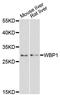 WBP-1 antibody, LS-C748275, Lifespan Biosciences, Western Blot image 