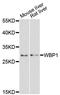 WW Domain Binding Protein 1 antibody, LS-C748275, Lifespan Biosciences, Western Blot image 