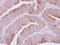 Glutaminyl-TRNA Synthetase antibody, GTX108713, GeneTex, Immunohistochemistry paraffin image 