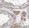 Neuromedin U Receptor 1 antibody, NBP1-83433, Novus Biologicals, Immunohistochemistry frozen image 