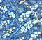 Jagunal Homolog 1 antibody, A09158, Boster Biological Technology, Immunohistochemistry frozen image 