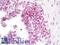 Histone Cluster 2 H2A Family Member B antibody, LS-B10998, Lifespan Biosciences, Immunohistochemistry frozen image 
