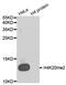 Histone Cluster 4 H4 antibody, MBS126211, MyBioSource, Western Blot image 