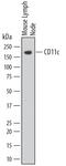 CD11C antibody, MAB6950, R&D Systems, Western Blot image 