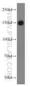 Tripartite Motif Containing 33 antibody, 55374-1-AP, Proteintech Group, Western Blot image 