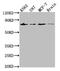 Lamin A/C antibody, CSB-PA013003HA01HU, Cusabio, Western Blot image 