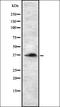Ras Association Domain Family Member 2 antibody, orb337275, Biorbyt, Western Blot image 