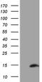 SH3 Domain Binding Glutamate Rich Protein Like antibody, MA5-27200, Invitrogen Antibodies, Western Blot image 