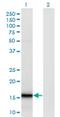 Small Ubiquitin Like Modifier 4 antibody, H00387082-M02, Novus Biologicals, Western Blot image 