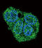 SP5 antibody, LS-B9161, Lifespan Biosciences, Immunofluorescence image 