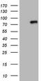 Clathrin interactor 1 antibody, TA805982S, Origene, Western Blot image 