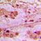 Insulin antibody, orb215482, Biorbyt, Immunohistochemistry paraffin image 