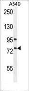 BCL2L2-PABPN1 Readthrough antibody, orb216032, Biorbyt, Western Blot image 