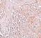 Solute Carrier Family 39 Member 8 antibody, PA5-21073, Invitrogen Antibodies, Immunohistochemistry frozen image 