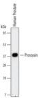 Serine Protease 8 antibody, MAB4599, R&D Systems, Western Blot image 