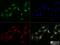 MRE11 Homolog, Double Strand Break Repair Nuclease antibody, NB100-142, Novus Biologicals, Immunocytochemistry image 