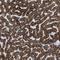 Glutamic-Oxaloacetic Transaminase 2 antibody, NBP1-81565, Novus Biologicals, Immunohistochemistry frozen image 
