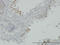 Cyclin Dependent Kinase 1 antibody, LS-C133064, Lifespan Biosciences, Immunohistochemistry frozen image 