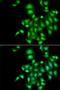 Interleukin 17B antibody, orb373436, Biorbyt, Immunofluorescence image 