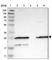 Farnesyltransferase, CAAX Box, Alpha antibody, HPA018830, Atlas Antibodies, Western Blot image 