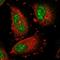 Immediate Early Response 5 Like antibody, HPA021327, Atlas Antibodies, Immunofluorescence image 