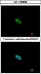 Zinc finger protein 148 antibody, GTX104894, GeneTex, Immunocytochemistry image 