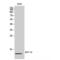 C-C Motif Chemokine Ligand 4 antibody, LS-C387748, Lifespan Biosciences, Western Blot image 