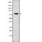 Transcription factor Sp3 antibody, abx218726, Abbexa, Western Blot image 