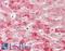 TANK Binding Kinase 1 antibody, LS-B11263, Lifespan Biosciences, Immunohistochemistry frozen image 