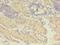 GDP Dissociation Inhibitor 2 antibody, LS-C369659, Lifespan Biosciences, Immunohistochemistry frozen image 