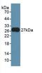 Fibroblast Growth Factor 21 antibody, MBS2027242, MyBioSource, Western Blot image 