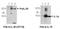 Interleukin 33 antibody, LS-C343694, Lifespan Biosciences, Western Blot image 