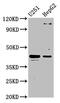 Core 1 Synthase, Glycoprotein-N-Acetylgalactosamine 3-Beta-Galactosyltransferase 1 antibody, CSB-PA882094LA01HU, Cusabio, Western Blot image 