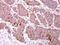 Charged Multivesicular Body Protein 2B antibody, PA5-31128, Invitrogen Antibodies, Immunohistochemistry paraffin image 