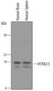 Interferon-induced transmembrane protein 2 antibody, AF4834, R&D Systems, Western Blot image 