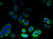 G Protein-Coupled Receptor 21 antibody, A67162-100, Epigentek, Immunofluorescence image 