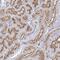 Coiled-Coil Domain Containing 73 antibody, PA5-58489, Invitrogen Antibodies, Immunohistochemistry paraffin image 