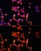 Heparanase antibody, GTX57224, GeneTex, Immunofluorescence image 