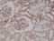 MYD88 Innate Immune Signal Transduction Adaptor antibody, M00025-1, Boster Biological Technology, Immunohistochemistry frozen image 