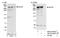 Nuclear Receptor Corepressor 1 antibody, NB100-58824, Novus Biologicals, Immunoprecipitation image 