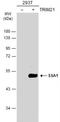 SS-A antibody, NBP1-33548, Novus Biologicals, Western Blot image 