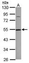 DDX39A antibody, PA5-31220, Invitrogen Antibodies, Western Blot image 