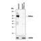 Protein Tyrosine Phosphatase Non-Receptor Type 11 antibody, AF1894, R&D Systems, Western Blot image 