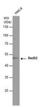 RAD52 Homolog, DNA Repair Protein antibody, MA1-23334, Invitrogen Antibodies, Western Blot image 