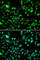 L3MBTL Histone Methyl-Lysine Binding Protein 3 antibody, A7289, ABclonal Technology, Immunofluorescence image 