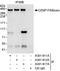 Centromere protein F antibody, A301-612A, Bethyl Labs, Immunoprecipitation image 